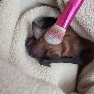 An orphaned bat pup being groomed with a makeup brush