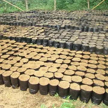 Plastic Pots for Seedlings