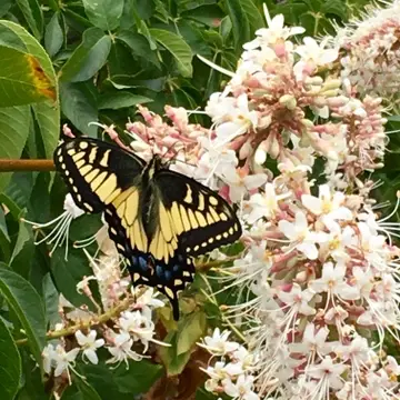 Anise swallowtail butterfly