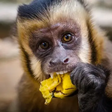 A rescued capuchin monkey named Pepa eats a banana at Parque Machía