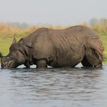 WE can also help you arrange safaris to see some of Asia's most endangered species.