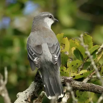 Cuckoo Shrike