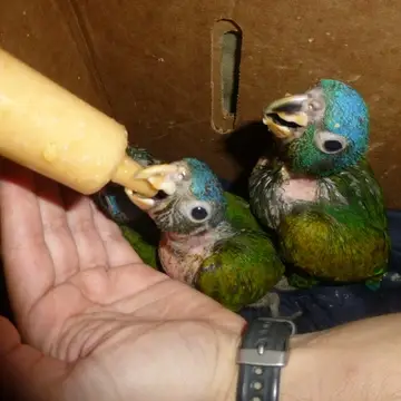 Baby parrots feeding