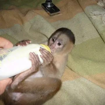 Feeding of a baby capuchin monkey