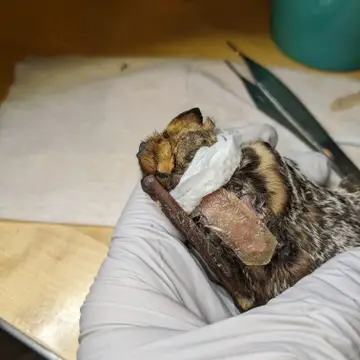 A hoary bat being treated for a large wound