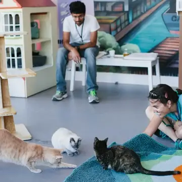 Guests play with cats at Cat Town Adoption Center
