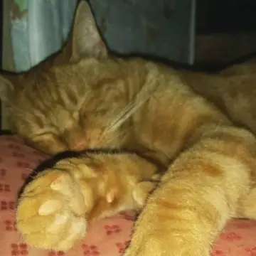 Marmalade cat asleep on a sofa.