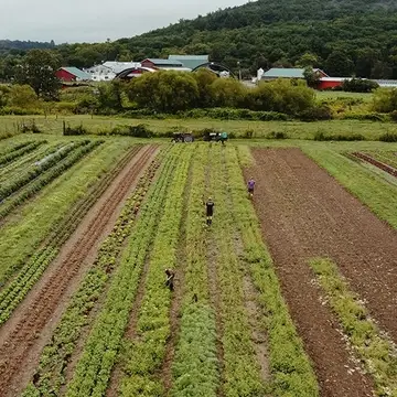 Hawthorne Valley Farm's main vegetable field during summer harvest