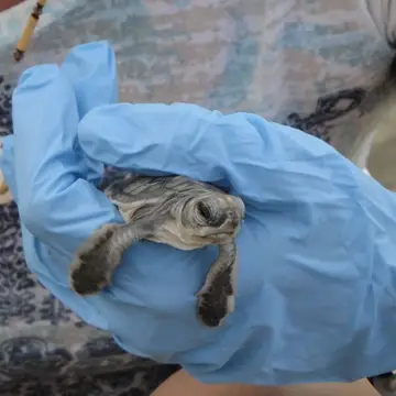 Baby sea turtle on a volunteer hand