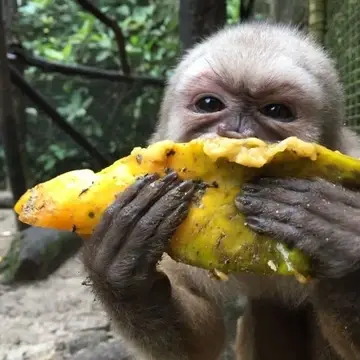 Capuchin monkey Sam loves papaya