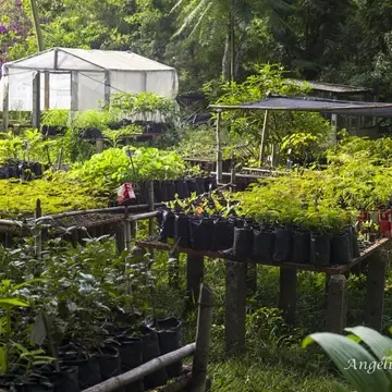 Our forest nursery