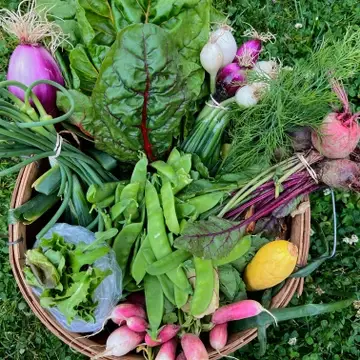 snow peas, garlic scapes, beets, spring onion, swiss chard, summer squash, spring mix, fennel, radishes
