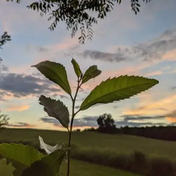Chestnut seedling during sunset