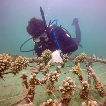 coral cleaning