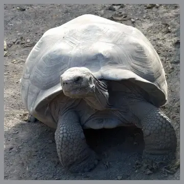 We protect Giant Tortoise in the Galapagos