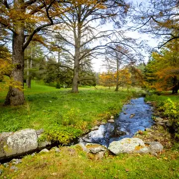 Nature view featuring large trees and a brook flowing away from the viewer in center of image.