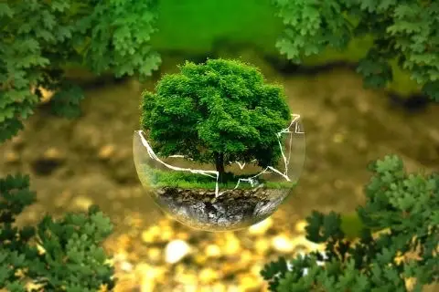 Foto de un arbolito dentro de una bola de cristal rota