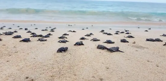 Baby sea turtles crawl towards the water.