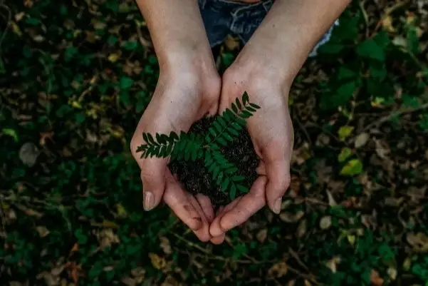 Una planta sostenida por dos manos