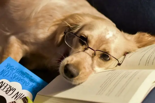 perro con gafas