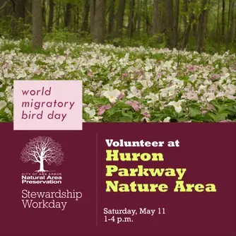 Stewardship Workday at Huron Parkway Nature Area World Migratory Bird Day