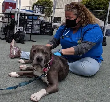 Help Homeless Pet Owners in SF! Veterinarians, Vet Techs, and Veterinary Assistants Needed