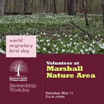 Stewardship Workday at Marshall Nature Area/World Migratory Bird Day