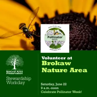 Stewardship Workday at Brokaw Nature Area/Pollinator Week