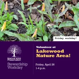 Friday Stewardship Workday at Lakewood Nature Area