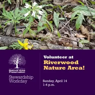 Stewardship Workday at Riverwood Nature Area