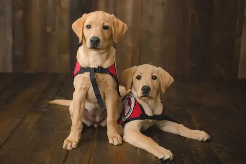 Be a Sitter for a Future Assistance Dog!