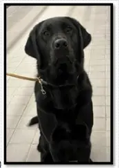 Support your community! Temp homes needed for assistance dogs in training!