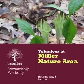 Stewardship Workday at Miller Nature Area