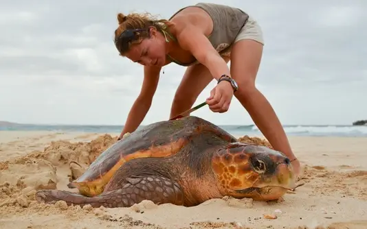 Volunteering in Sea Turtle Conservation on Boa Vista