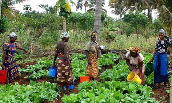 VOLUNTEER IN KENYA : Agriculture & Farm Program