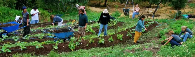 Garden Volunteer Day at the Occidental Arts and Ecology Center