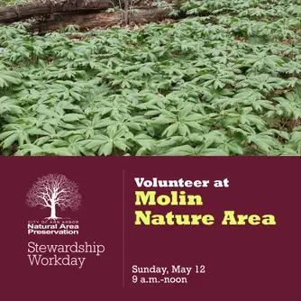 Stewardship Workday at Molin Nature Area
