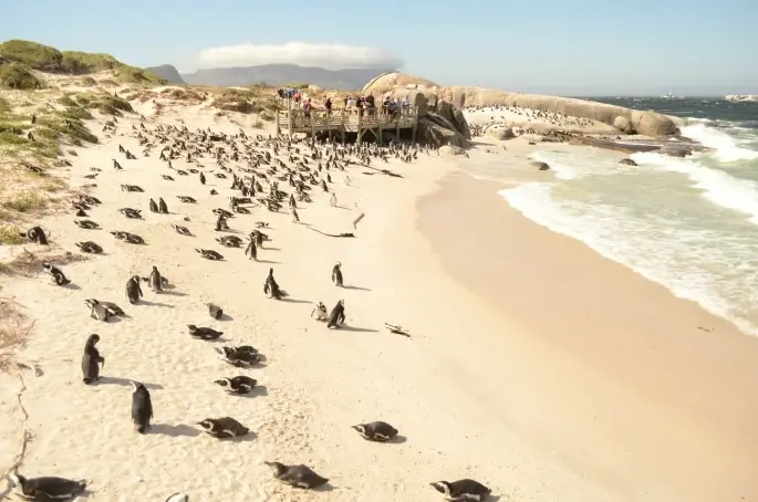 Imagem de uma praia com pinguins.