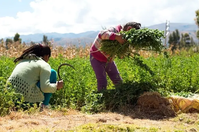 Dos niñas trabajando en el campo