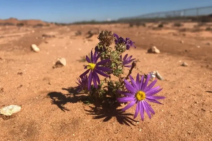 Flor en el desierto
