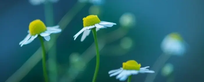 Close up of daisies growing out of the ground.