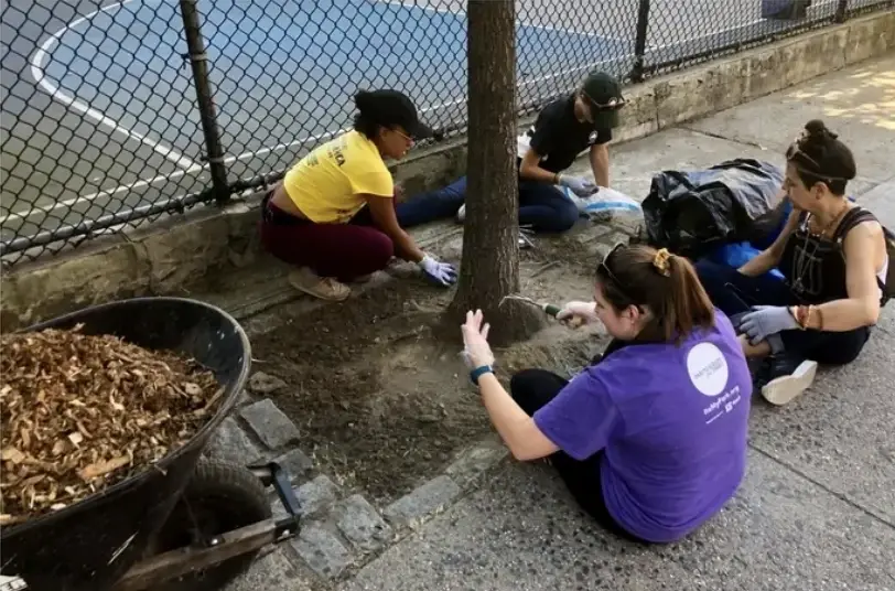 Simone M.'s group of tree care volunteers add mulch to a city tree in New York.
