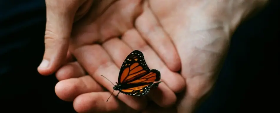A hand with a butterfly in it.