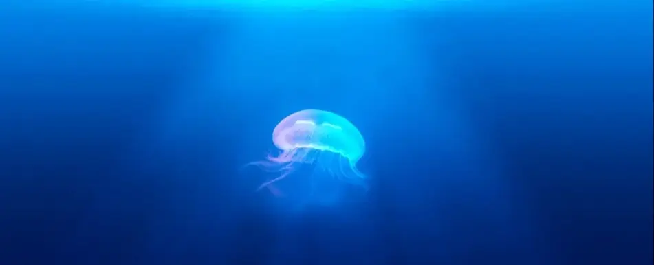 A jellyfish swimming through the water.
