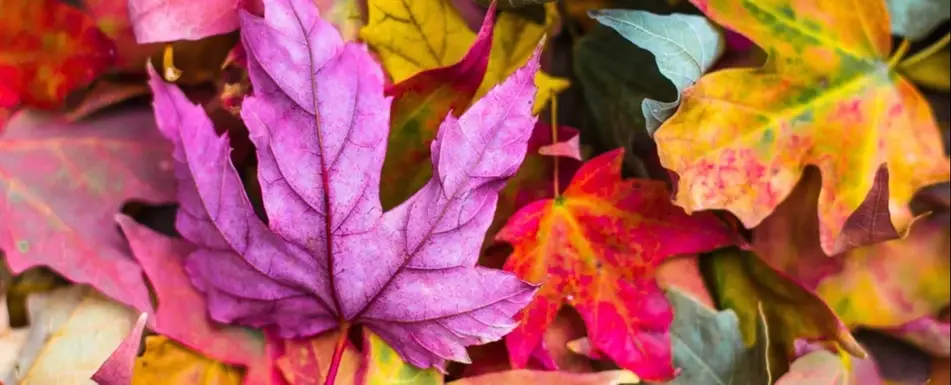 A close up of fall leaves.
