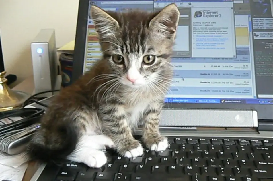 Un gatito sentado en el teclado de un computador