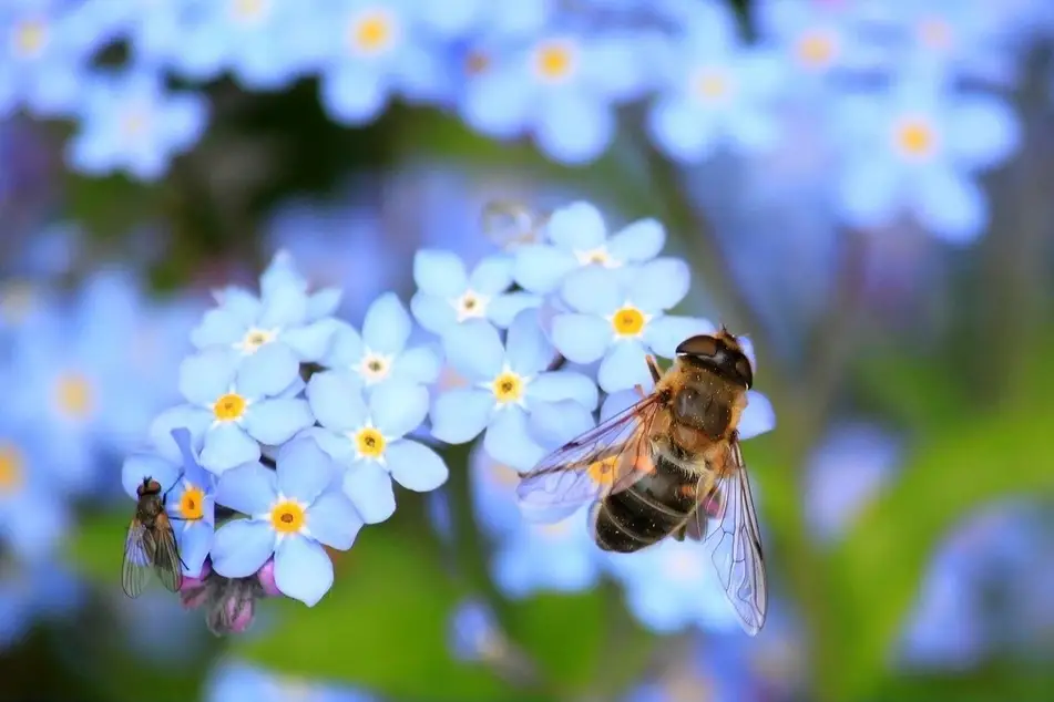 abejas entre flores