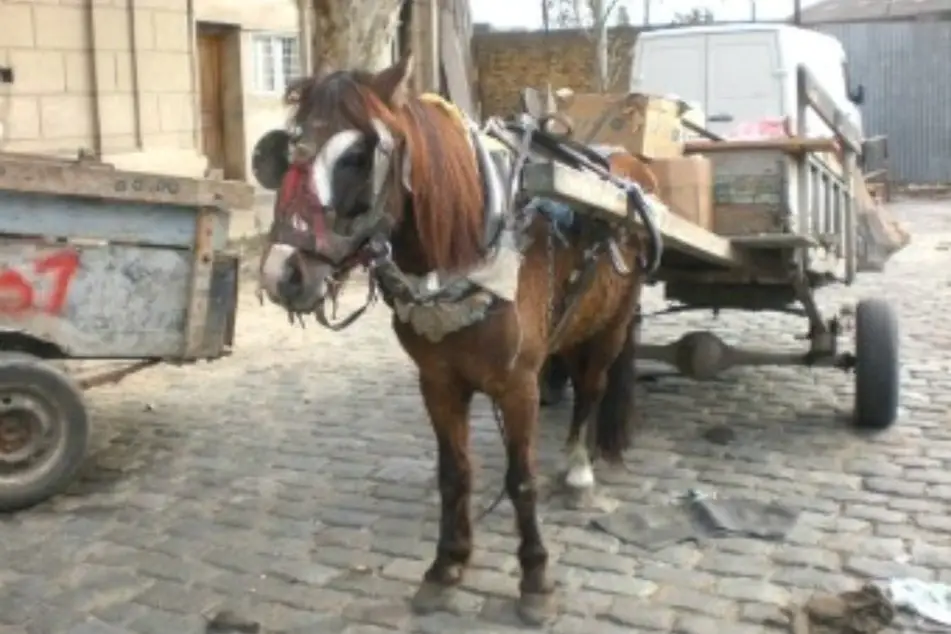 Una carroza arrastrada por un caballito que se cansado y maltratado