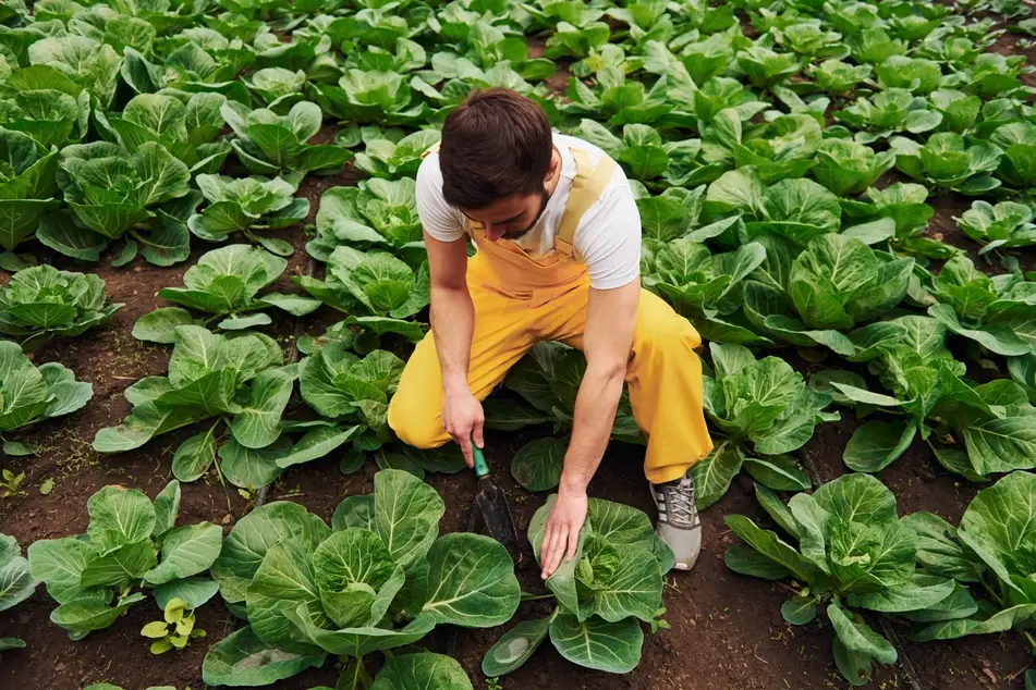 A white man with an eco-friendly job tends to a field of green cabbages while wearing bright yellow overalls.