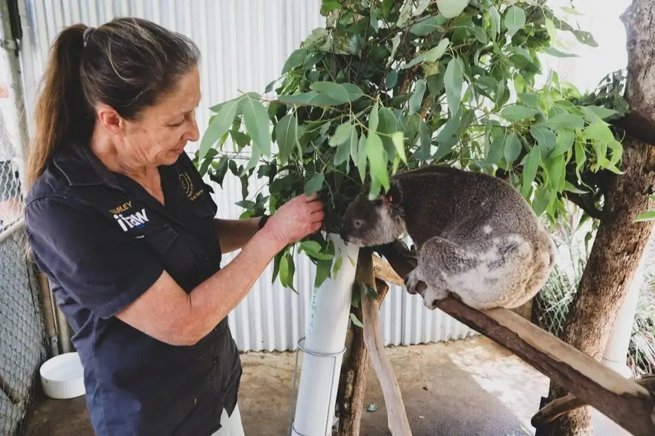 A woman interacting with a koala.